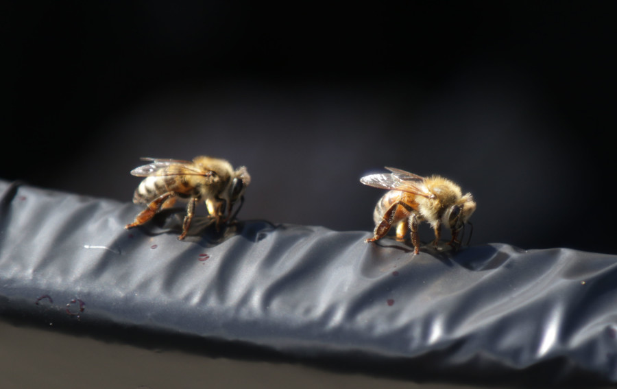 Administration responds to on-campus bee inhabitation
