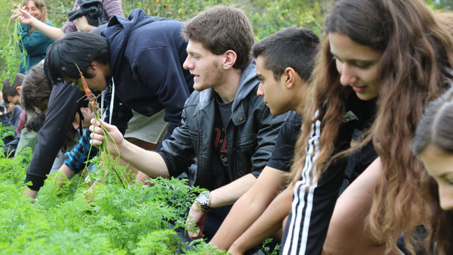 Students pick carrots before washing them off to eat at the direction of Sundew Gardens Tom Carrey.