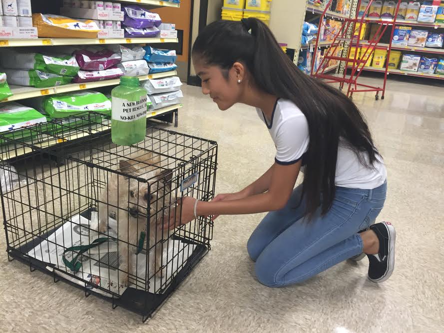 While+volunteering+at+A+New+Beginning+Pet+Rescue+Center%2C+junior+Charlene+Nguyen+enjoys+placing+%E2%80%9CHandsome%E2%80%9D+in+his+crate+at+the+PetSmart+store.+Nguyen+was+responsible+for+the+animal%E2%80%99s+needs+and+made+sure+people+knew+the+right+information+about+him.