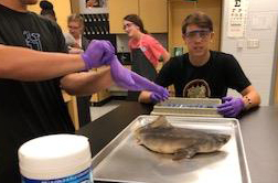 May shark dissections cause a splash