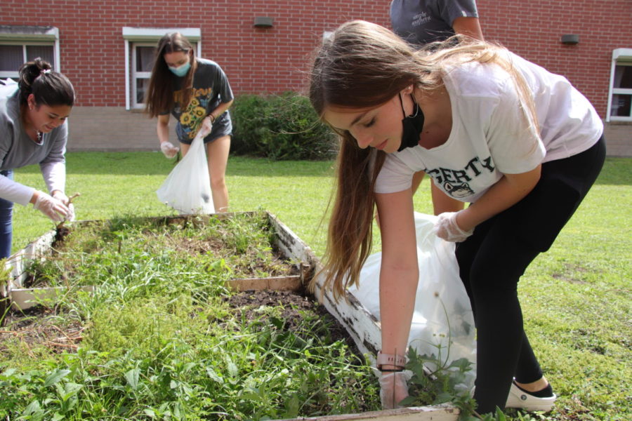 Freshman+Sydney+Schmidt+weeds+the+plant+boxes.+The+Environmental+Club+met+on+Sept.+1+to+begin+cleaning+up+the+school+garden.