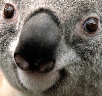 Koala