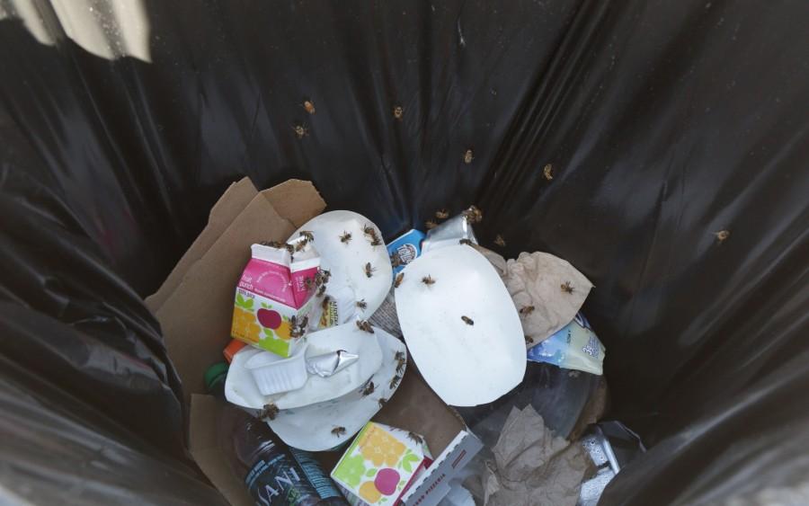 Bees flock to the garbage in a trashcan on campus.