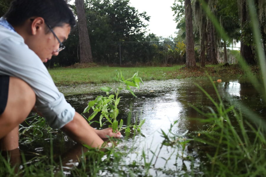 Senior Andy Chan embeds a native plant along the shoreline of Lake Mills while volunteering with SERV to restore its shoreline. As part of Floridas watershed management division, SERV recocomends that lakeside homeowners create living shorelines to prevent fertilizer pollution and algae bloom. 