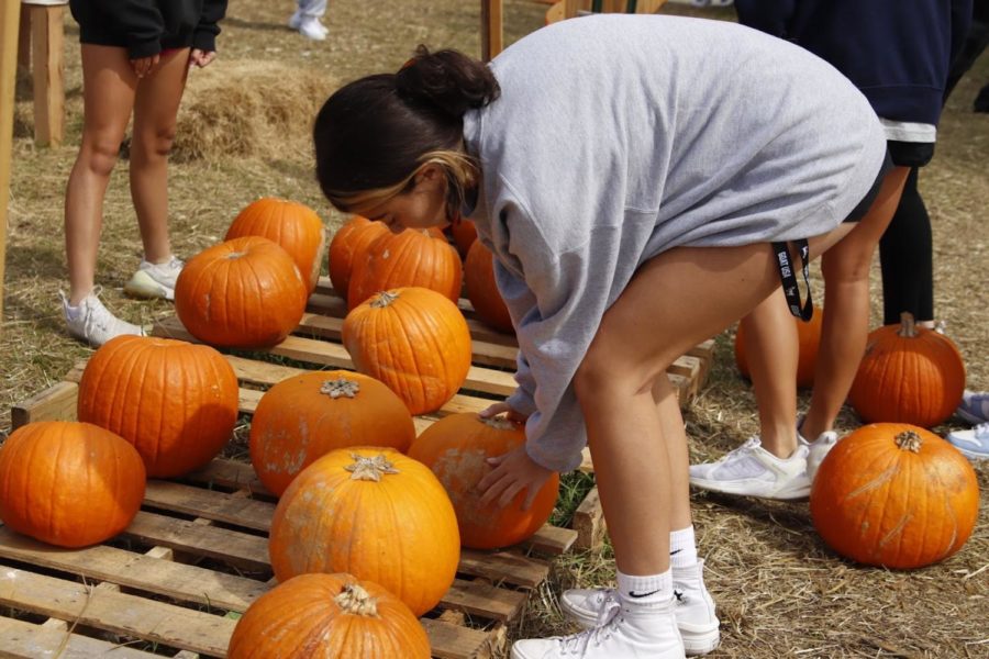 Junior and lacrosse member Makenna Blonshine organizes pumpkins into the pumpkin patch.
On Wednesday, Oct. 19, the lacrosse team, with help from volunteers, unloaded pumpkins and set them up before opening for the day.
