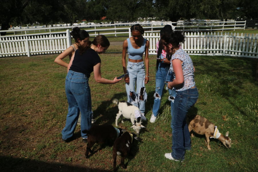 Fashion club members made bandanas for goats to showcase their fashion skills. This was their only event of the year.