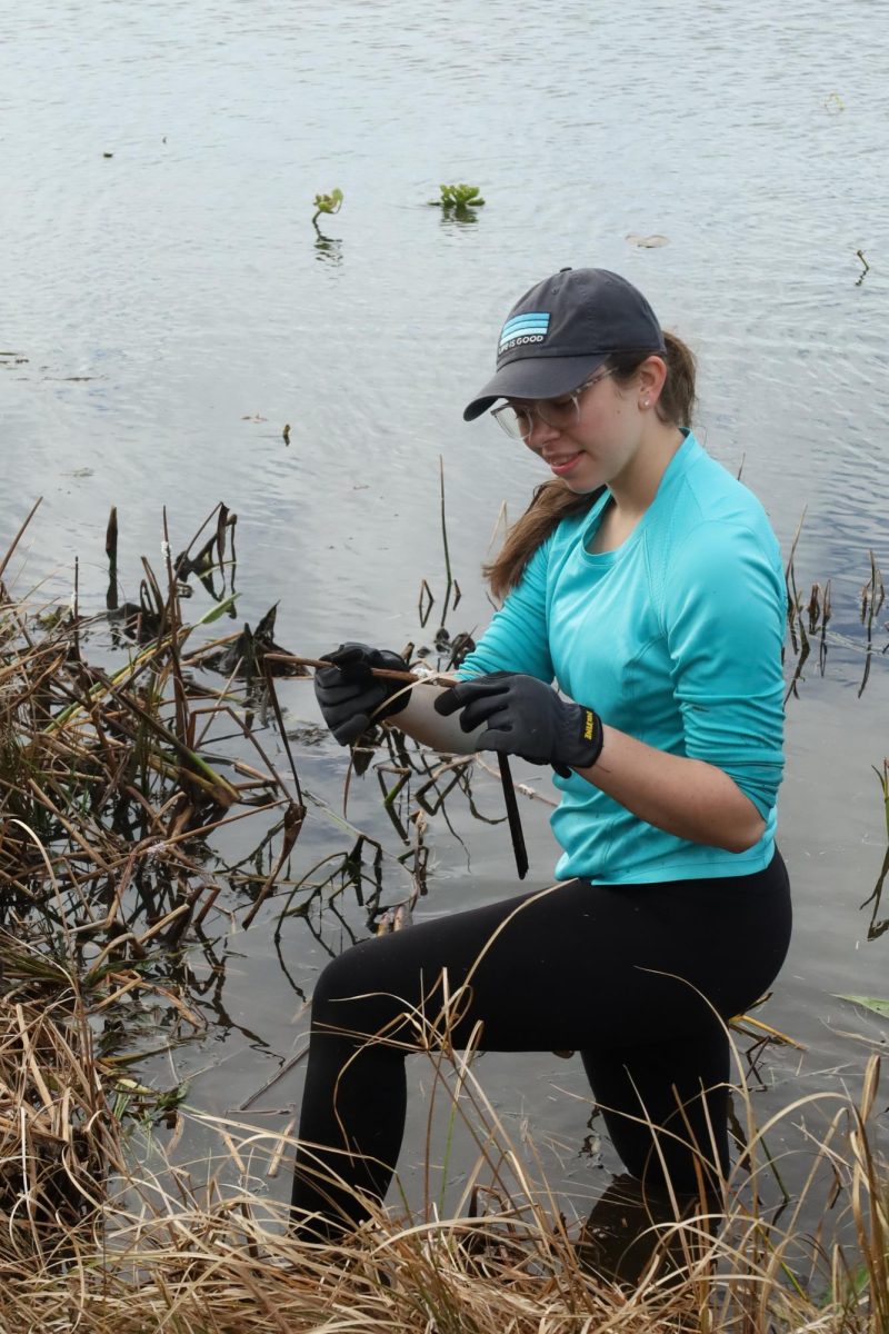Senior Madelynn Flynn finds invasive channeled apple snail eggs in the lake. These channeled apple snails consume and harm the surrounding vegetation as well as the snail eggs of the native species.

