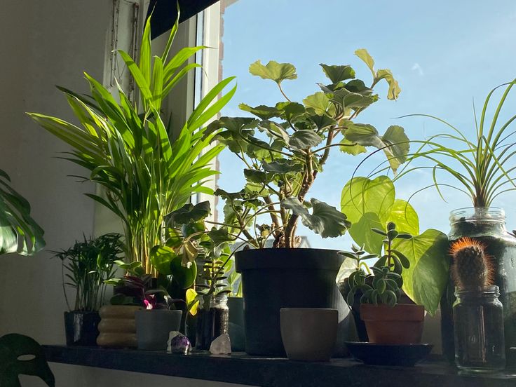 Sophomore Lavinia Washkies shares part of her plant collection. The various types of greenery grow best when under direct sunlight and water almost daily.