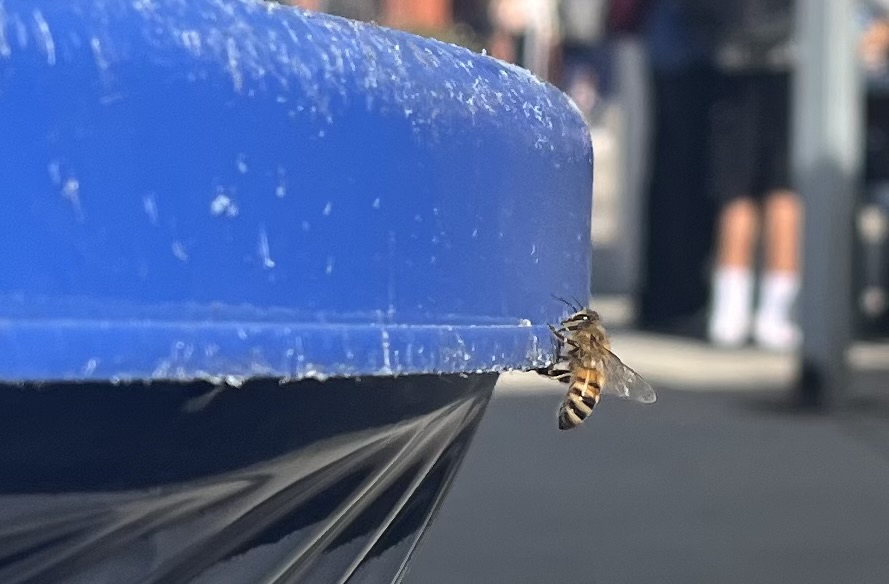 Bees are seen in abundance specifically around outdoor trash cans