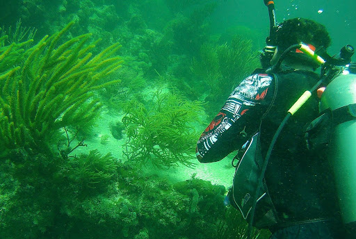 Junior Noah Kaplan swims in a Florida marsh. In his dives, Kaplan has encountered fish, sharks, and dolphins. Photo by Noah Kaplan.